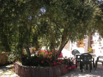 G-136 Finca Gran Canaria Garten mit Olivebaum