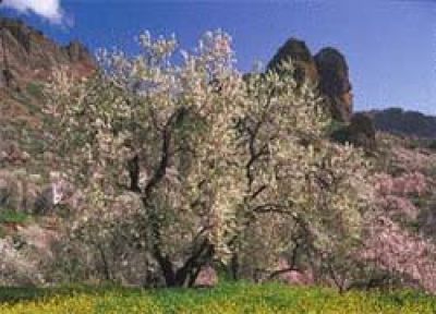 Mandelblüte auf Gran Canaria