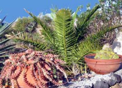 Lanzarote Villa L-046 Garten