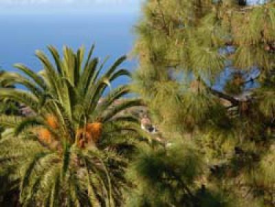 Ausblick kleine Finca auf La Palma