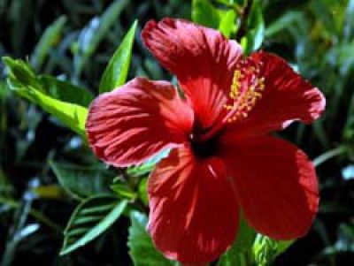 Hibiscus La Palma