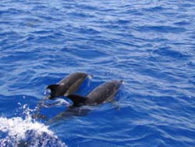 Madeira Wale
