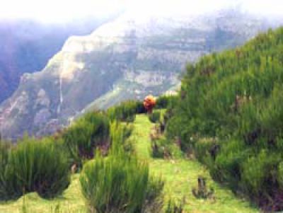 Ferienwohnung Madeira MAD-122 Bergwelt