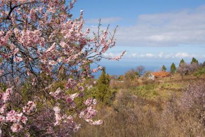 Finca mit Pool in Puntagorda mit Mandelblüte im Garten