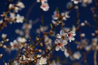 Mandelblüte auf La Palma