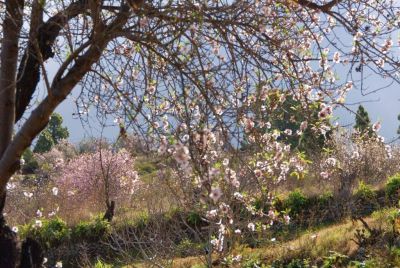 Mandelblüte in Puntagorda