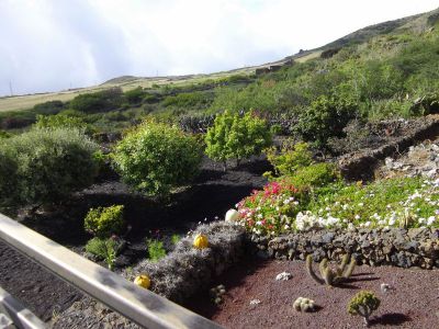 Ferienhaus auf El Hierro Garten