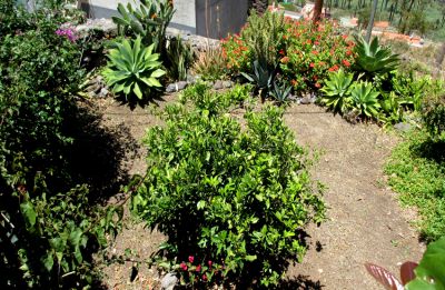 Garten der Finca auf La Gomera