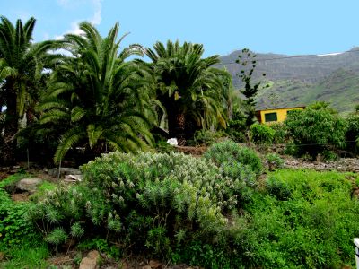 Gran Canaria Finca G-010 Garten