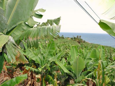 Teneriffa Idyllische Finca am Meer TFN-150