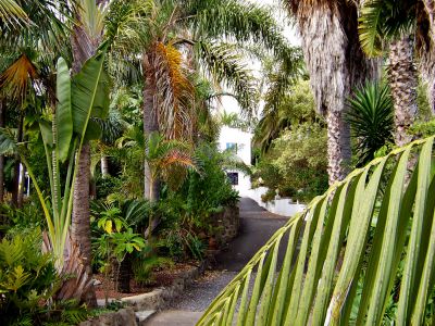 Ferienwohnung Teneriffa auf Palmen Finca