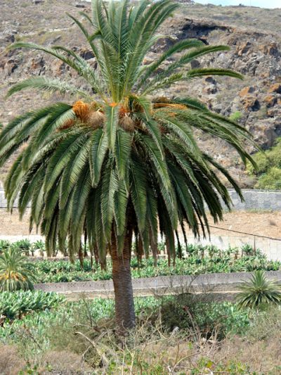 Teneriffa Finca TFN-163 mit Pool 