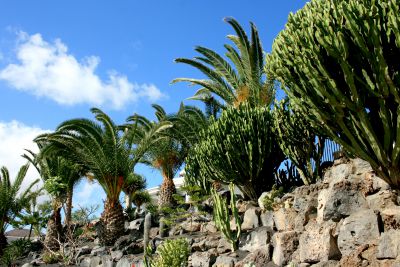 Lanzarote Villa L-170 großer Garten mit Palmen
