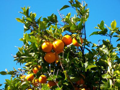 P-191 Ferienhaus La Palma Orangenbaum