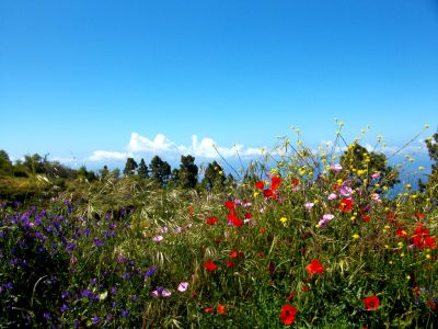 P-191 Ferienhaus La Palma Mohnblumen