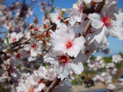 P-210 Finca Puntagorda Mandelblüte