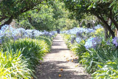 G-228 Finca Gran Canaria Gartenweg mit Blumen