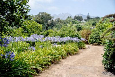 G-228 Finca Gran Canaria Garten mit Zufahrtsweg Bild 2