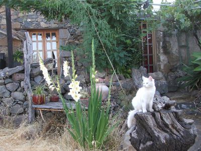 Finca Gran Canaria G-200 Terrasse mit Katze