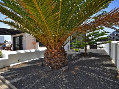 Lanzarote kleine Villa große Palme im Garten L-021