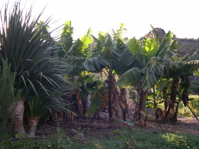 Finca Gran Canaria G007 - Bananenplantage