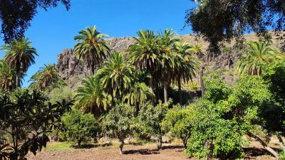 G-136 Finca Gran Canaria Garten Bild 3