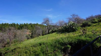 Landschaft bei Puntagorda La Palma Bild 5