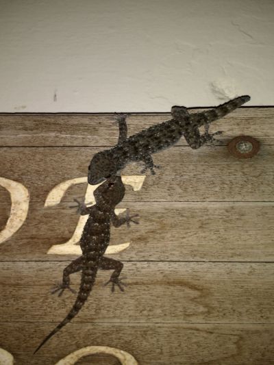 Salamander La Gomera