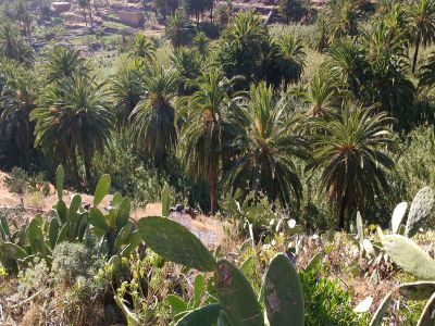 Valle Gran Rey Palmenhain
