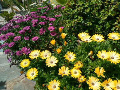 Garten mit Blumen