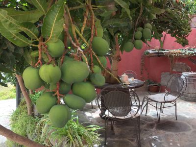 Finca Hermigua mit Papaya im Garten