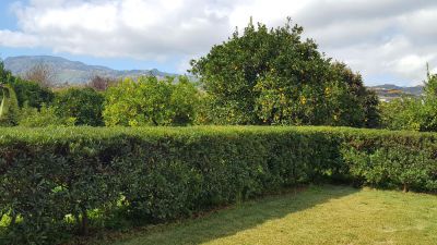 Gran Canaria - Biologische Finca G-235 - Garten Bild 3