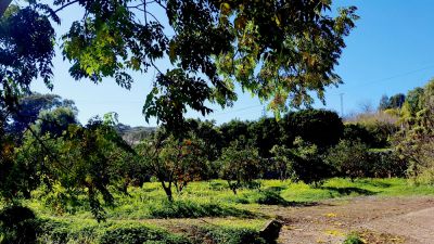 Gran Canaria Finca G-232 Garten mit Blick in die Umgebung 4