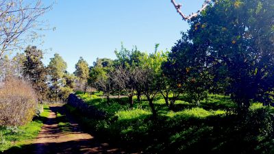 Gran Canaria Finca G-232 Garten mit Blick in die Umgebung 2
