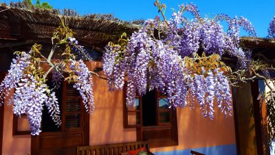 Biologische Finca mit Pool Gran Canaria Veranda mit Blauregen