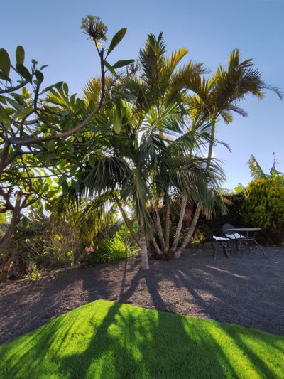 Ferienhaus mit Pool in Tazacorte Garten mit Palmen