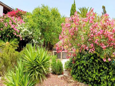 TFN - 193 Ferienwohnung Teneriffa Gartenbereich 