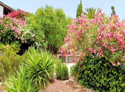 TFS - 192 Finca Ferienhaus Blick in den Garten