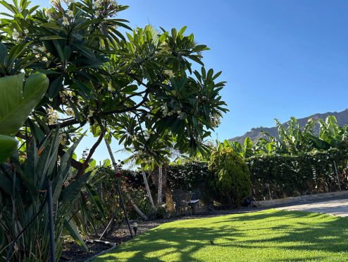 P-173 Ferienhaus in Tazacorte Garten mit Palmen und Rasenfläche