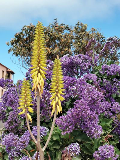 P-210 Finca Puntagorda Gartenblumen