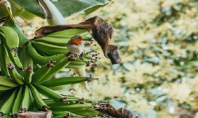 Teneriffa Ferienhaus TFN - 101 Natur mit Vogel