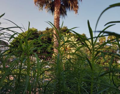 Ferienhaus G-045 Puerto Rico Garten