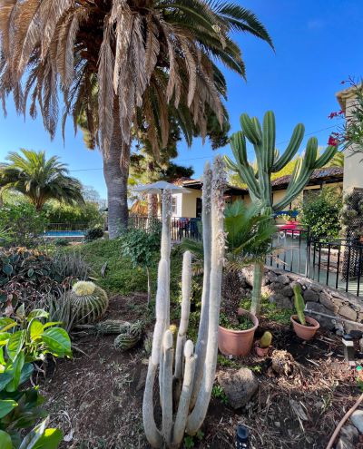 Ferienwohnung P-174 La Punta Palmen Garten