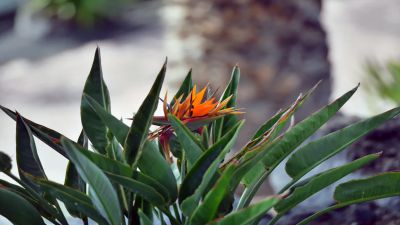 Lanzarote Villa L-170 Garten Strelitzie