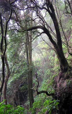 Landschaftsaufnahme El Hierro