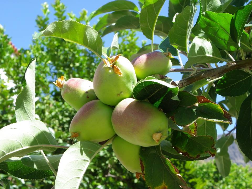 Gran Canaria Früchte