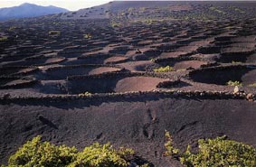 Das Weinanbaugebiet La Geria Lanzarote